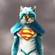 Superhero Cat