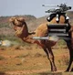 Tactical Camel
