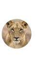 Queen Lucy Lioness 
