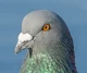 Rock dove