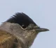 Eurasian blackcap