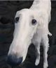 Borzoi