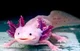 Axolotl 