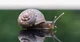 The Immortal Snail
