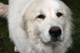 Pyrenees Dog
