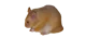hamster