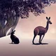 Kangaroo 
