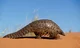 Pangolin