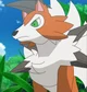 Calmly Lycanroc