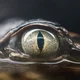 alligator