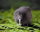 Kiwi bird