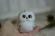 baby owl
