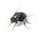 killer fly