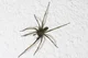 normal house spider