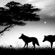 Shadow Wolf Pack