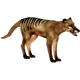 Thylacine