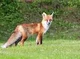 ConversationFox