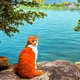 Cat by the lake