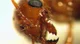 Fire Ant
