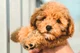 Toy poodle