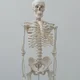 The Science Skeleton