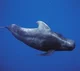 Pilot whale