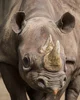Rhino