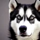 A husky 