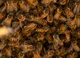 Ten Thousand bees
