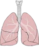 Lungs