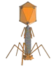 Bacteriophage
