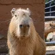 Capybara