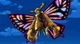 gloxinia
