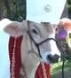 The holy cow
