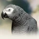 African grey parrot
