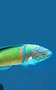 Ornate wrasse