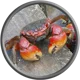 Carcinization Crab