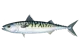 Atlantic mackarel