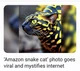 Amazon Snake Cat