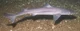 Spiny dogfish