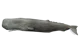 Sperm whale