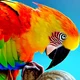 Parrot