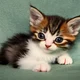 a cute kitten