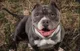 American bully