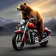 Grizzly on motorcycl