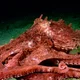 octopus pen pal