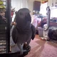 Dyna the Parrot