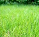 PlantSafe