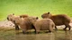 Gang of Capybaras