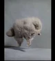 Ascending Cat